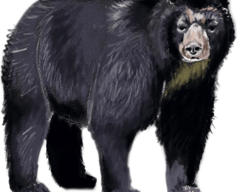 Asian Black Bear PNG