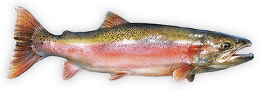 Rainbow Trout PNG