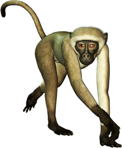Monkey PNG