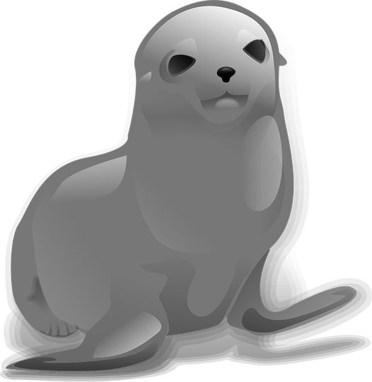 Harbor Seal PNG