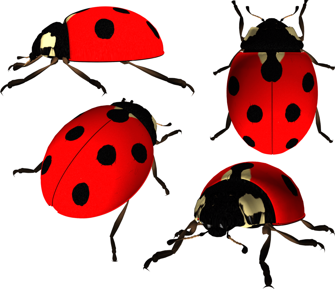 Ladybird PNG
