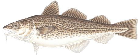 Atlantic Cod PNG
