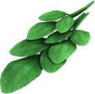 Basil PNG
