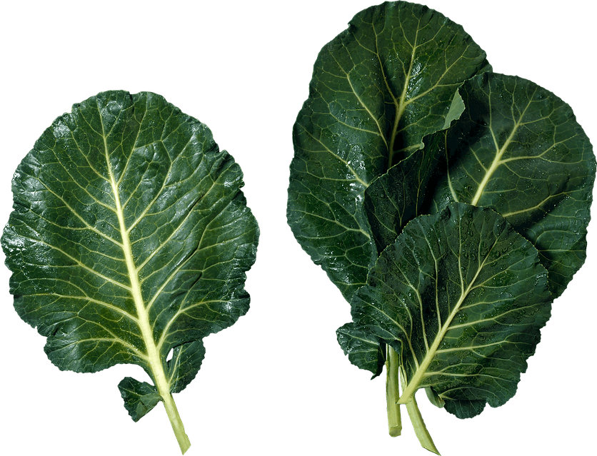 Celtuce PNG