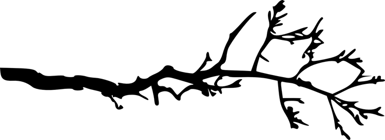 Tree Branch PNG