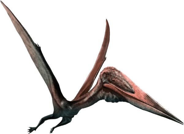 Pterosaurs PNG