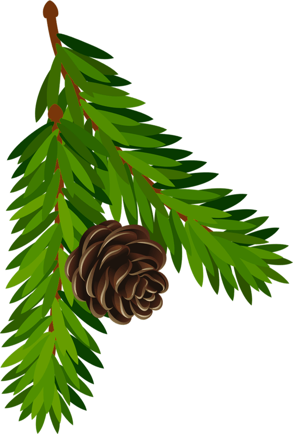 Conifer Cone PNG