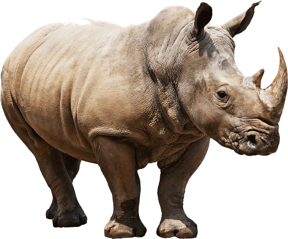 White Rhinoceros PNG
