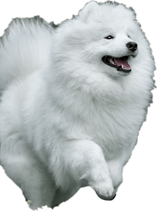 Samoyed Dog PNG