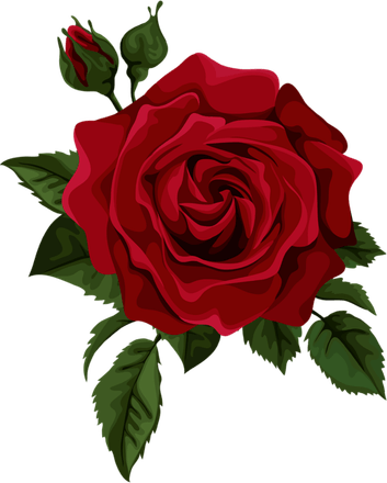Rose Clear PNG