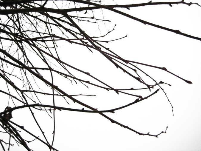 Branch PNG