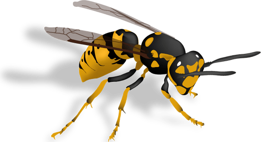 Hornet Insect PNG