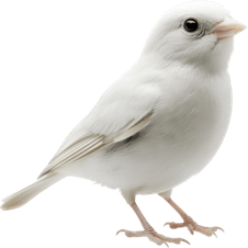 White Bird PNG