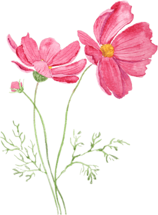 Pink Cosmos Flower PNG