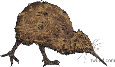 Kiwi Bird PNG