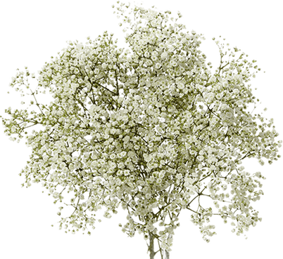 Gypsophila Flower PNG