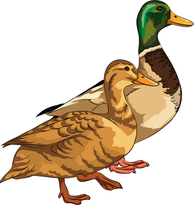 Mallard PNG