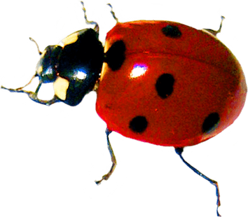 Ladybird Beetle PNG