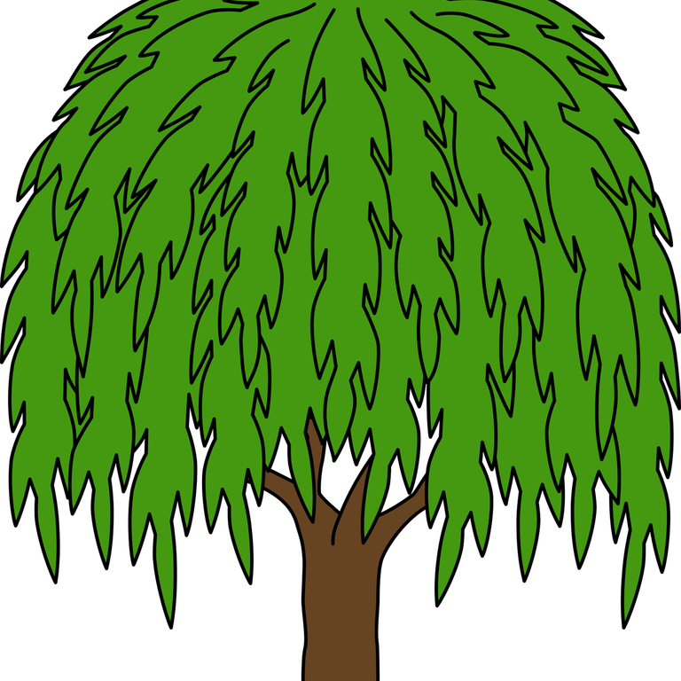 Weeping Willow Tree PNG