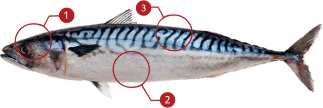 Atlantic Mackerel PNG