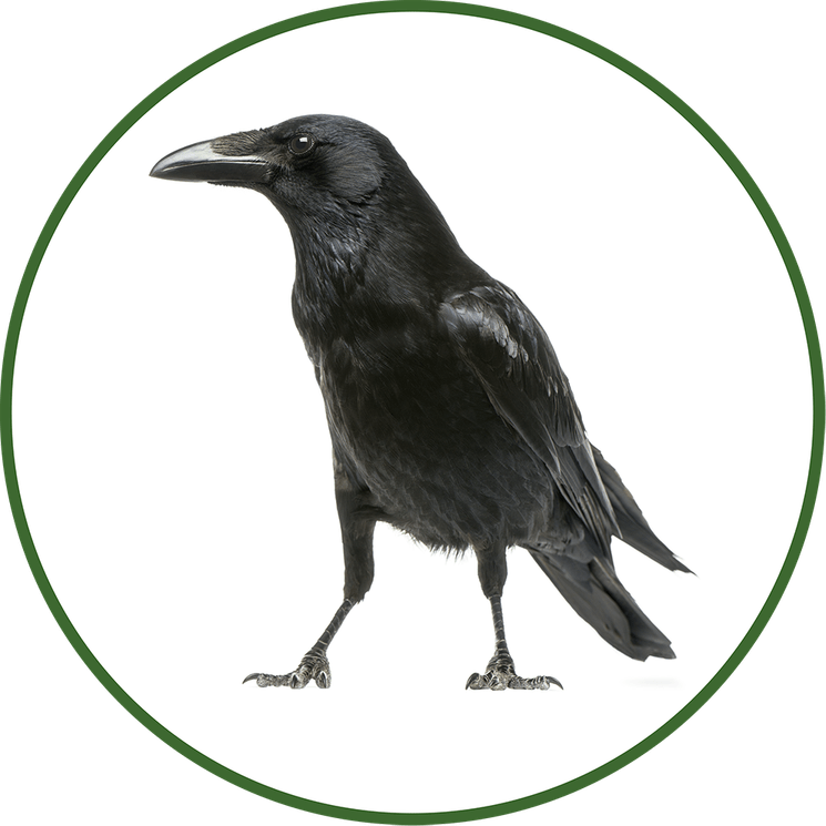 Western Jackdaw PNG