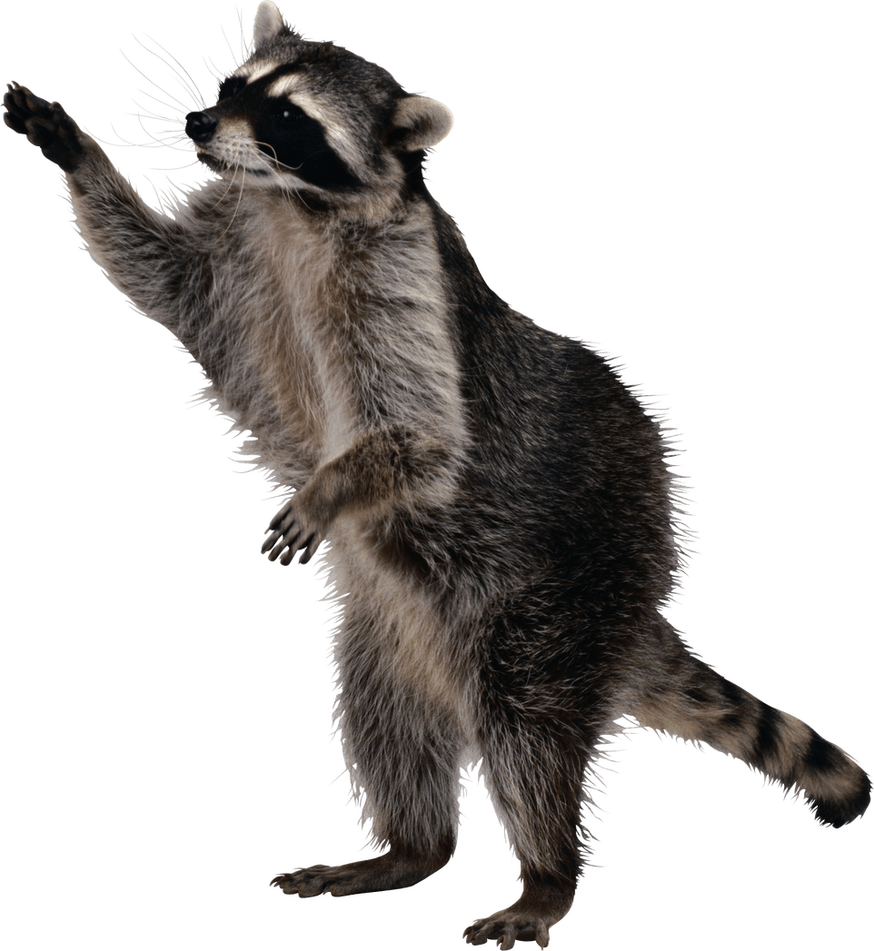 Raccoons PNG