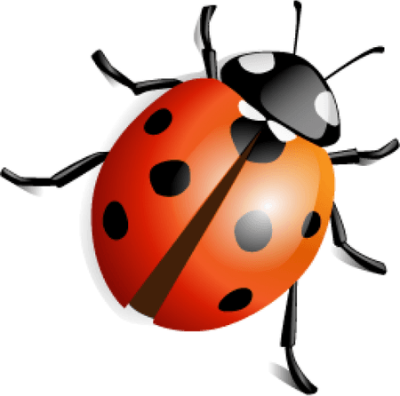 Ladybird Beetle PNG