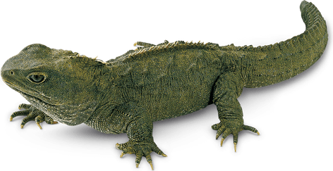 Tuataras PNG
