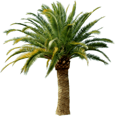 Date Palm PNG
