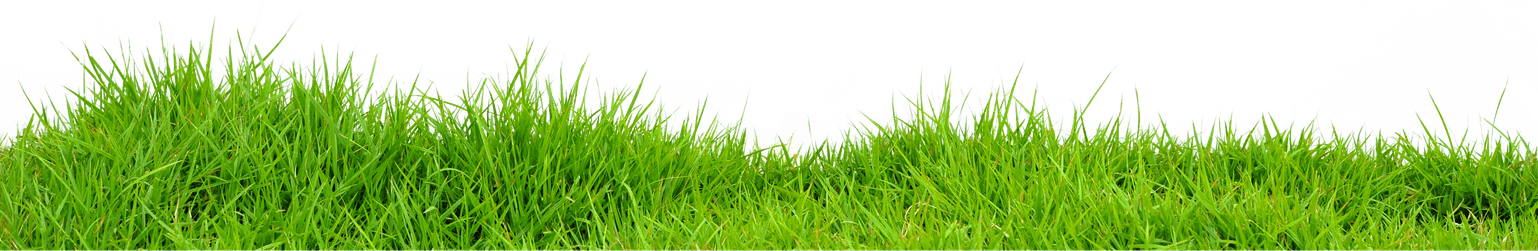 Meadow PNG