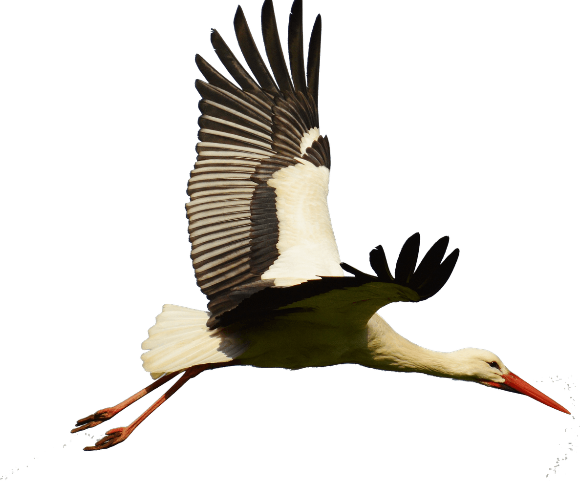 Stork PNG