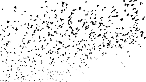 Flock Of Birds PNG