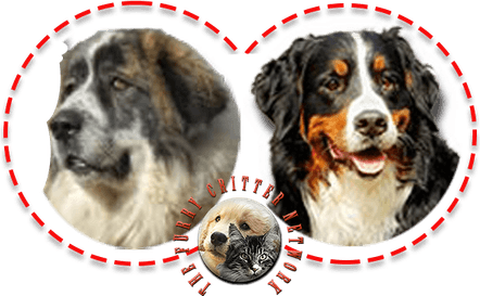 Bernese Mountain Dog PNG