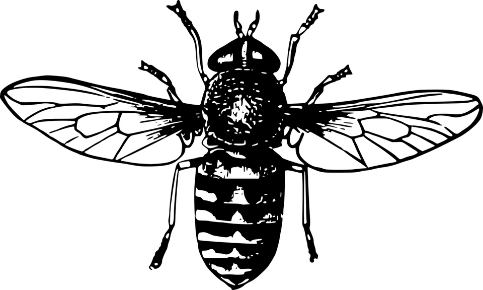 Fly Insect PNG