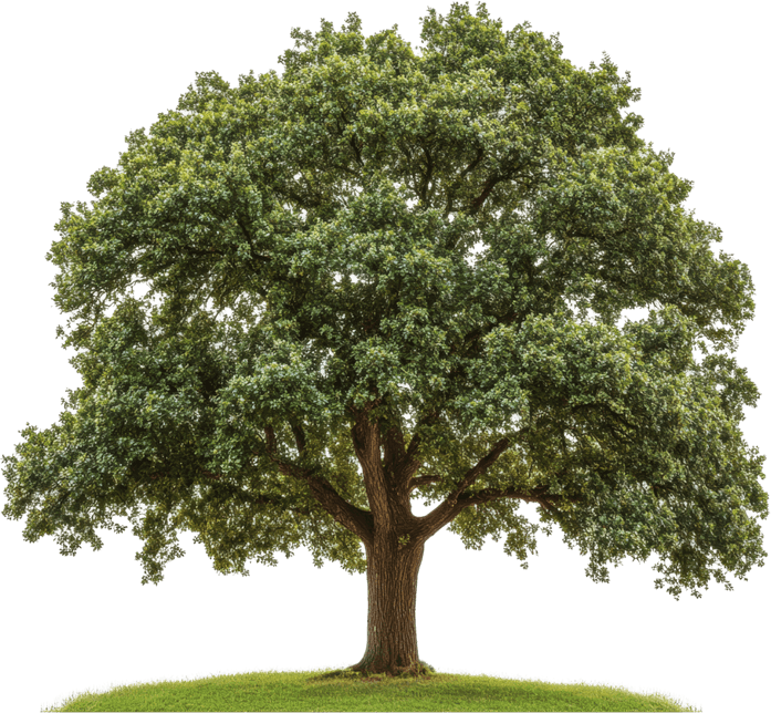 Tall Tree PNG