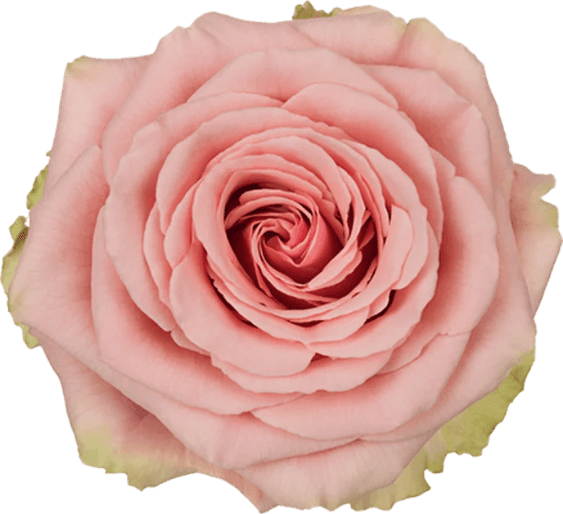 Baby Pink Rose PNG