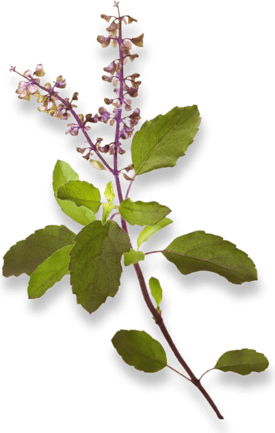 Basil Flower PNG