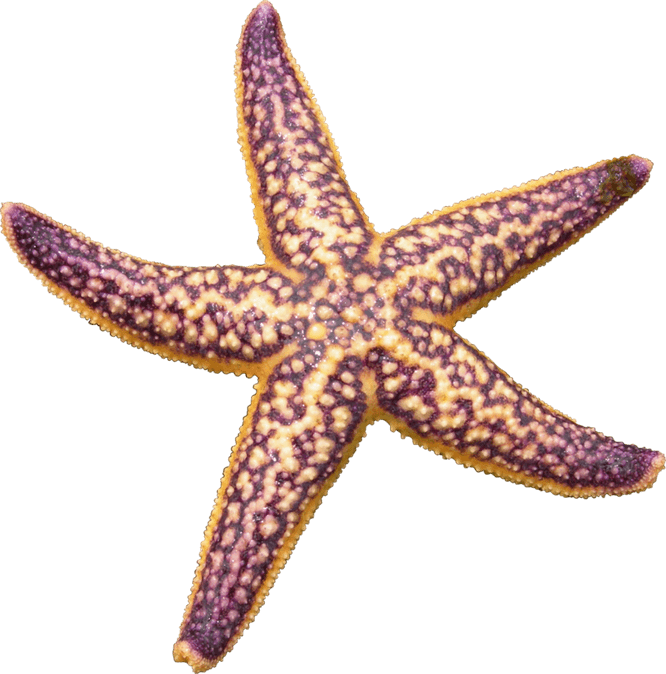 Starfish PNG