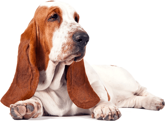 Basset Hound PNG