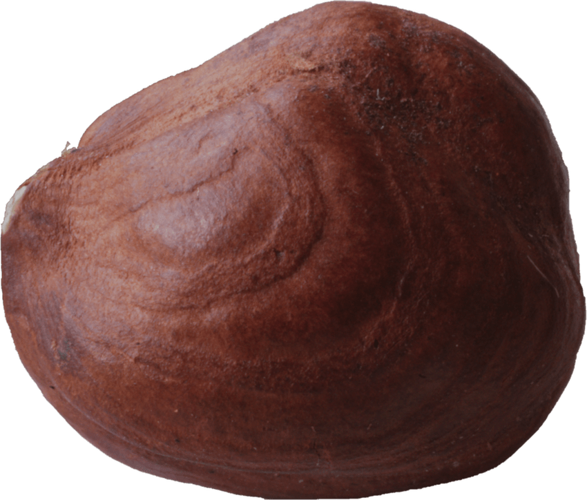 Hazelnut PNG