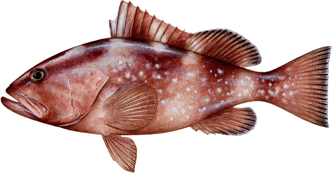 Red Drum Fish PNG
