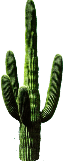 Cactus PNG