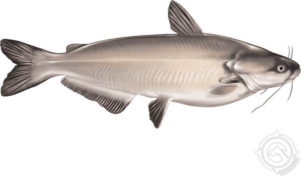 Catfish PNG