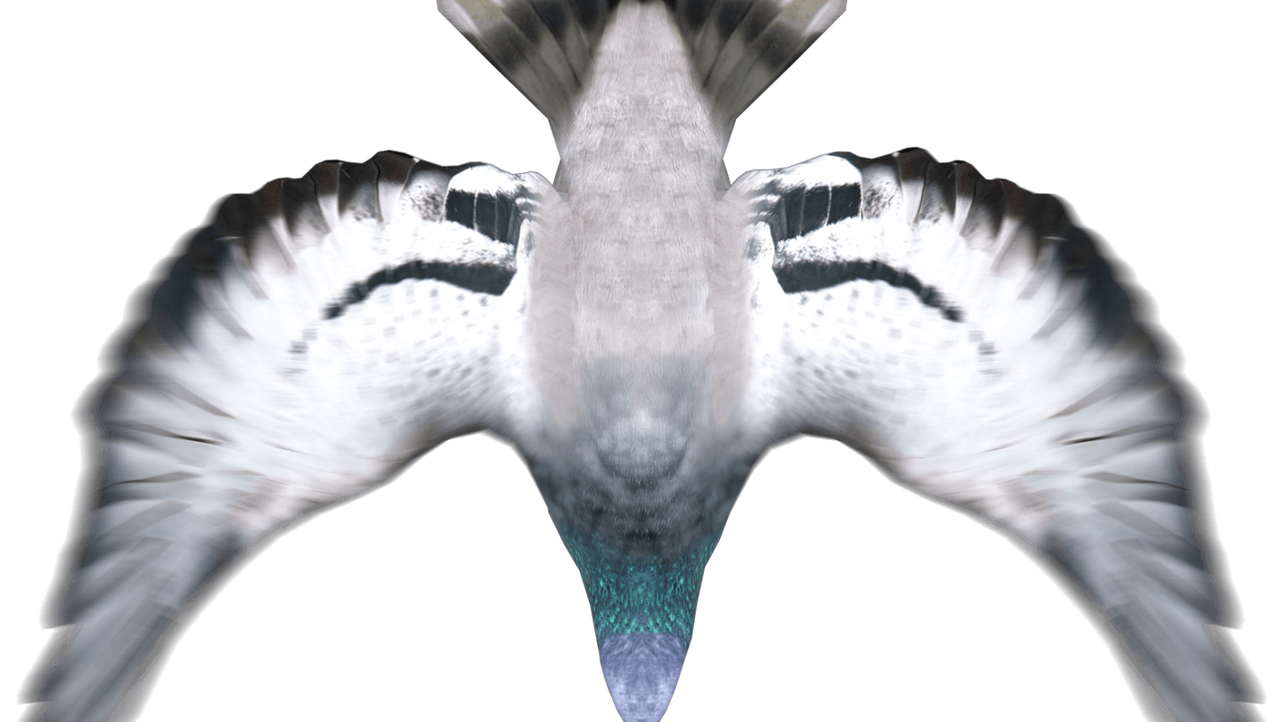Bird Top View PNG
