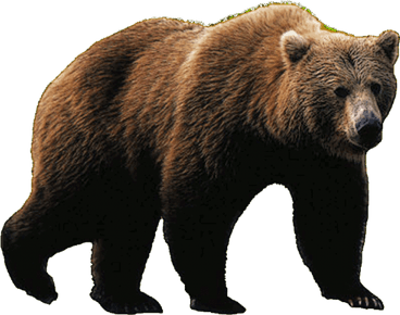 Sloth Bear PNG