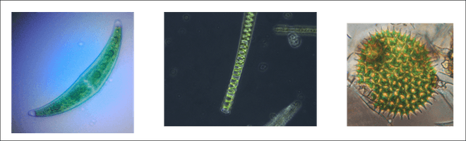 Phytoplankton PNG