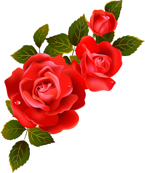 Rose Flower PNG