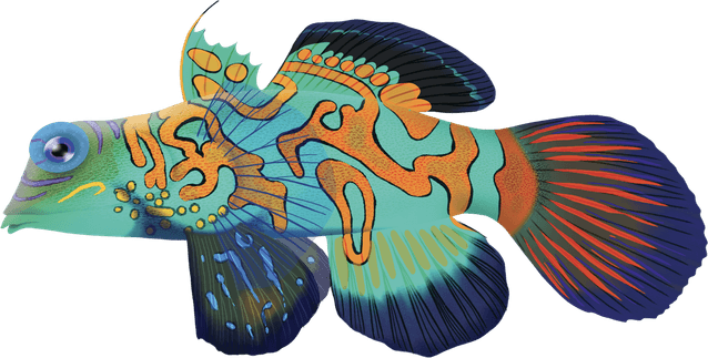 Mandarin Fish PNG