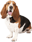 Basset Hound PNG