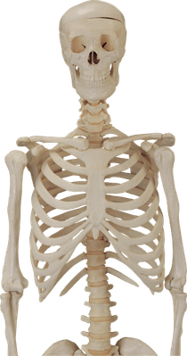 Skeleton PNG